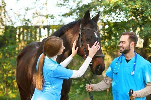 美しい茶色の馬を屋外で制服の獣医師 — ストック写真