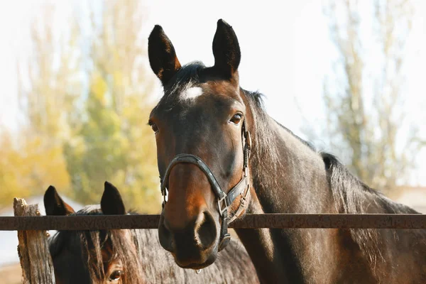 屋外ブライドル レザーの美しい茶色の馬 — ストック写真