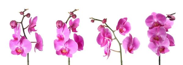 Conjunto Com Belas Flores Orquídeas Fundo Branco — Fotografia de Stock