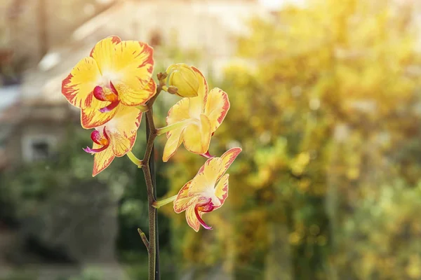 Vacker Tropisk Orkidé Blomma Nära Fönsterglas Närbild Utrymme För Text — Stockfoto