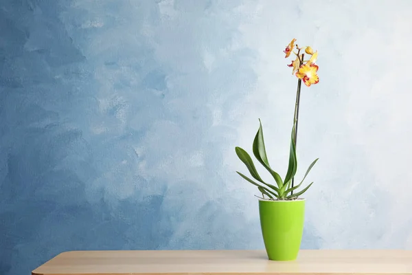 Цветок Орхидеи Горшке Столе Стены Пространство Текста — стоковое фото