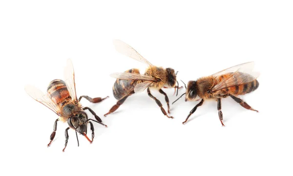 Schöne Honigbienen Auf Weißem Hintergrund Domestizierte Insekten — Stockfoto