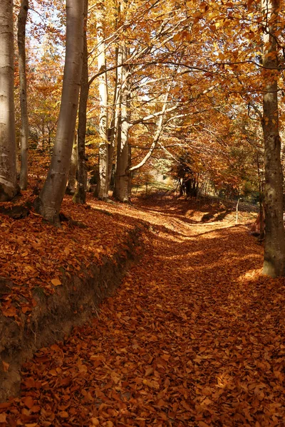 Malerische Landschaft Mit Herbstwald Sonnigen Tagen — Stockfoto