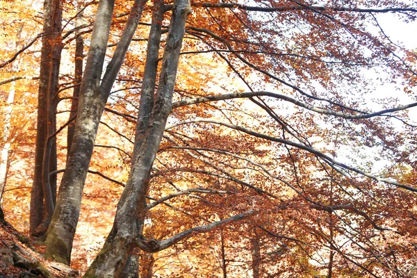 Beautiful trees with color leaves in autumn forest