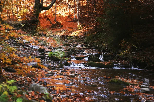 Fluxo Claro Correndo Através Bela Floresta Outono — Fotografia de Stock