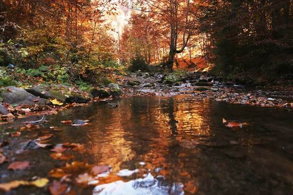 Klarer Bach Fließt Durch Schönen Herbstwald — Stockfoto