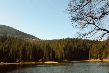 Güzel dağ manzarası ile orman suya yakın