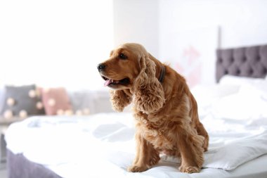 Cocker Spaniel köpek evde yatakta. Sıcak ve rahat kış