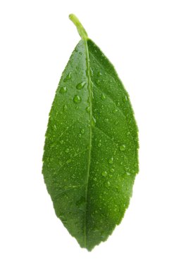 Taze yeşil beyaz arka plan üzerinde su ile narenciye yaprak düşer