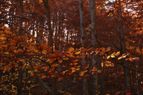 Baum Herbstwald Fokus Auf Blätter — Stockfoto