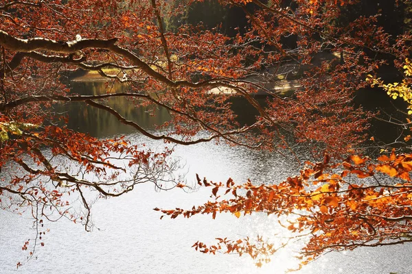 Ветви Деревьев Осенними Листьями Над Озером — стоковое фото