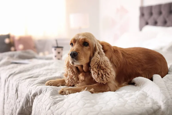 Mignon Cocker Spaniel Chien Sur Lit Maison Hiver Chaud Douillet — Photo