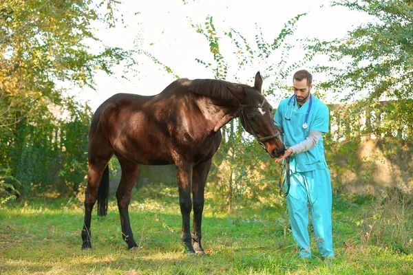 Veterinário Uniforme Com Belo Cavalo Marrom Livre — Fotografia de Stock