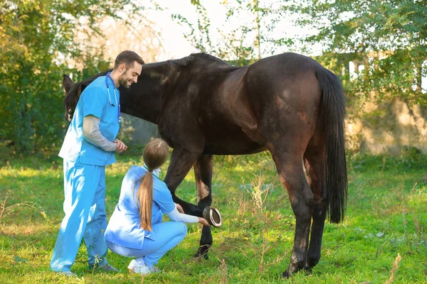 Veterinarians Uniform Examining Beautiful Brown Horse Outdoors — Stock Photo, Image