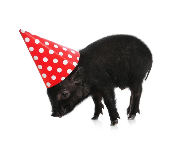 パーティー キャップ ホワイト バック グラウンドを持つ愛らしい黒ミニ豚 — ストック写真