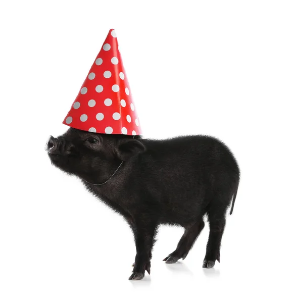 Adorable Mini Cochon Noir Avec Chapeau Fête Sur Fond Blanc — Photo