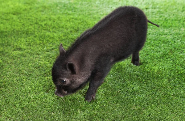 緑の芝生に愛らしい黒ミニ豚 — ストック写真