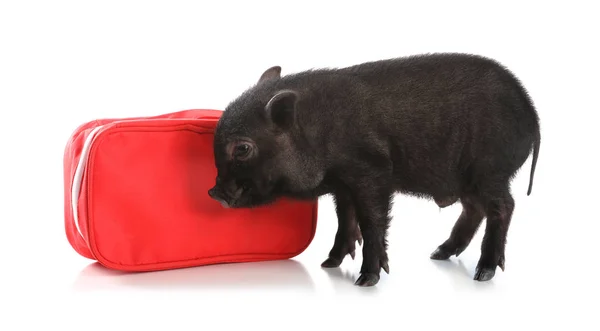 白い背景の上のミニチュア豚の応急キット — ストック写真