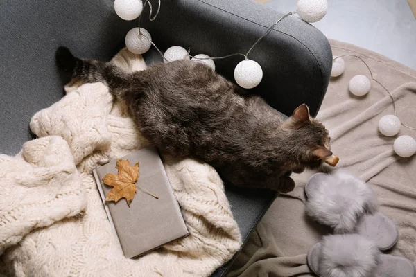 따뜻한 스웨터과 안락의 평면에 고양이 — 스톡 사진