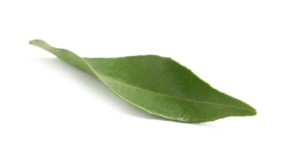 Frisches Grünes Mandarinenblatt Auf Weißem Hintergrund — Stockfoto