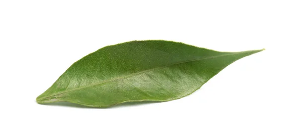Folha Tangerina Verde Fresca Sobre Fundo Branco — Fotografia de Stock