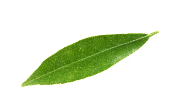 Hoja Mandarina Verde Fresca Sobre Fondo Blanco — Foto de Stock