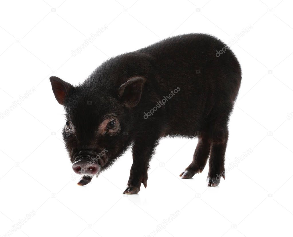 Adorable black mini pig on white background
