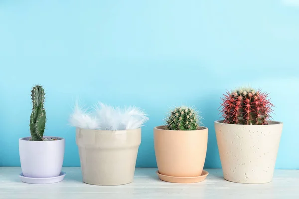 Garnki Kaktusów Jeden Piór Stole Przed Kolor Tła — Zdjęcie stockowe