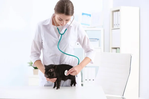 Kvinnliga Veterinär Undersöka Söta Mini Gris Sjukhus — Stockfoto