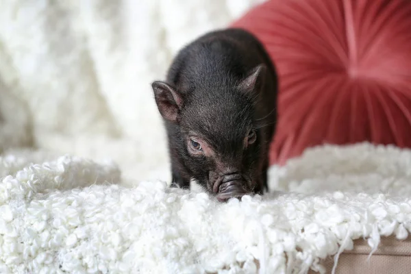 自宅のソファーに愛らしい黒ミニ豚 — ストック写真