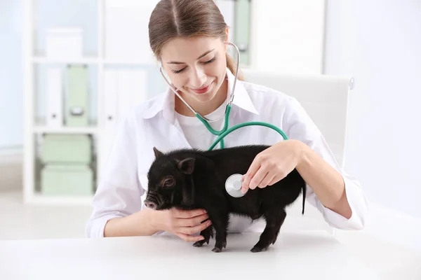 Vrouwelijke Dierenarts Onderzoek Van Schattige Mini Varken Ziekenhuis — Stockfoto