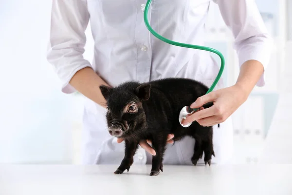 Vrouwelijke Dierenarts Onderzoek Van Schattige Mini Varken Ziekenhuis — Stockfoto