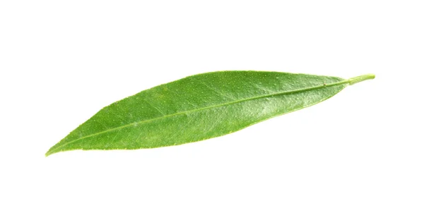 Folha Tangerina Verde Fresca Sobre Fundo Branco — Fotografia de Stock