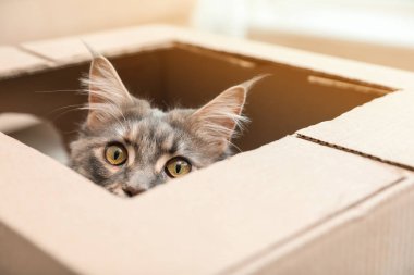 Karton kutu evde delikten bakan sevimli Maine Coon Kedi