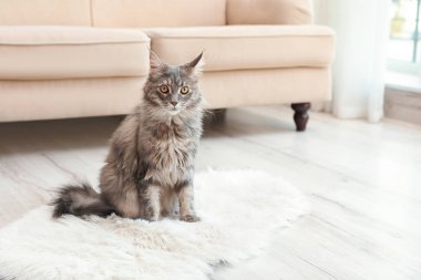Çok güzel Maine Coon Kedi evde tüylü halı üzerinde. Metin için yer