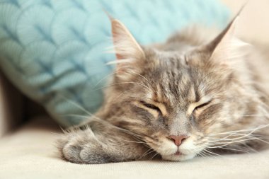 Çok güzel Maine Coon Kedi closeup evde, kanepede uyuyor