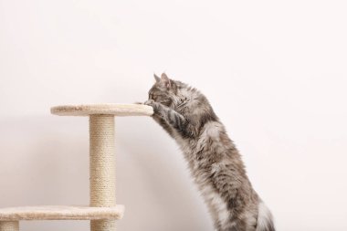 Çok güzel Maine Coon Kedi ağaç evde ışık duvarının yakınında üzerinde tırmanma