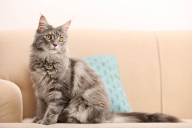 Çok güzel Maine Coon Kedi evde kanepede. Metin için yer