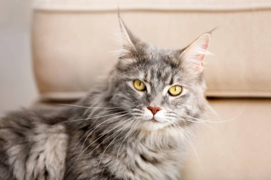 Çok güzel Maine Coon Kedi evde kanepe yakınındaki