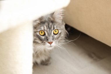 Katta evde çok güzel Maine Coon Kedi