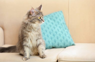 Çok güzel Maine Coon Kedi evde kanepede. Metin için yer
