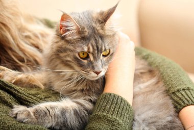 Kadın çok güzel Maine Coon Kedi evde, closeup ile