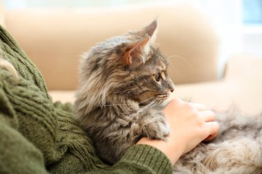 Kadın çok güzel Maine Coon Kedi evde, closeup ile