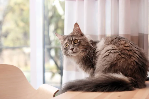Αξιολάτρευτο Maine Coon Γάτα Στο Τραπέζι Στο Σπίτι Χώρο Για — Φωτογραφία Αρχείου