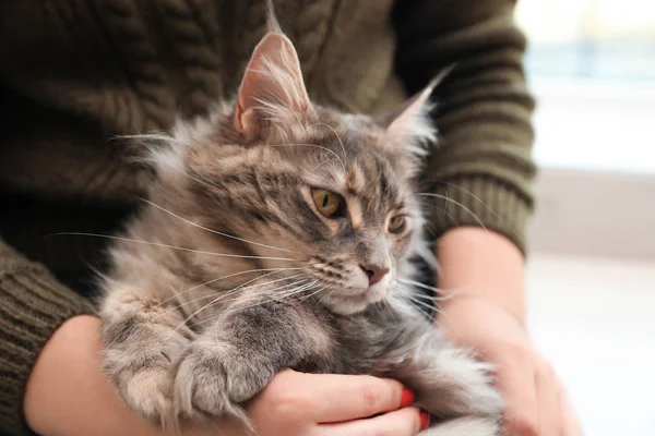 Žena Rozkošný Maine Coon Kočky Doma Closeup — Stock fotografie