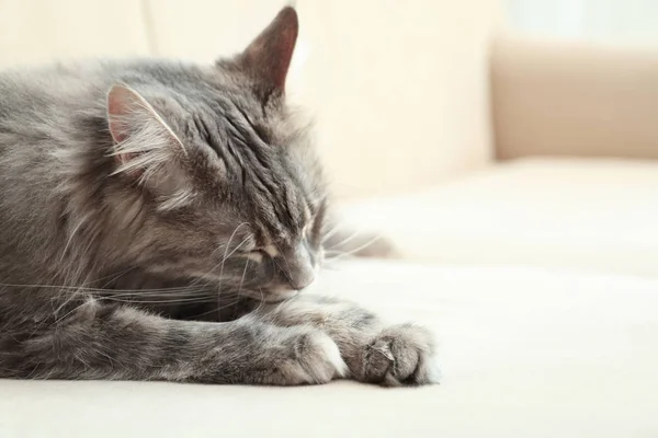 Rozkošný Maine Coon Kočka Gauči Doma Prostor Pro Text — Stock fotografie