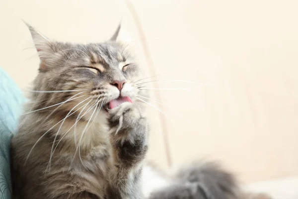 Bedårande Maine Coon Katt Rengöring Själv Soffan Hemma Utrymme För — Stockfoto