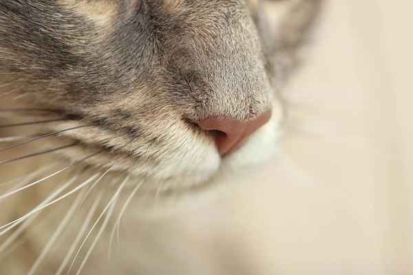 Adorável Maine Coon Gato Casa Close Espaço Para Sms Casa — Fotografia de Stock