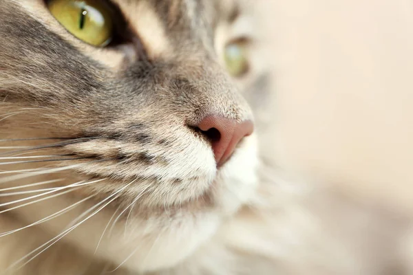 Rozkošný Maine Coon Kočka Doma Closeup Prostor Pro Text — Stock fotografie