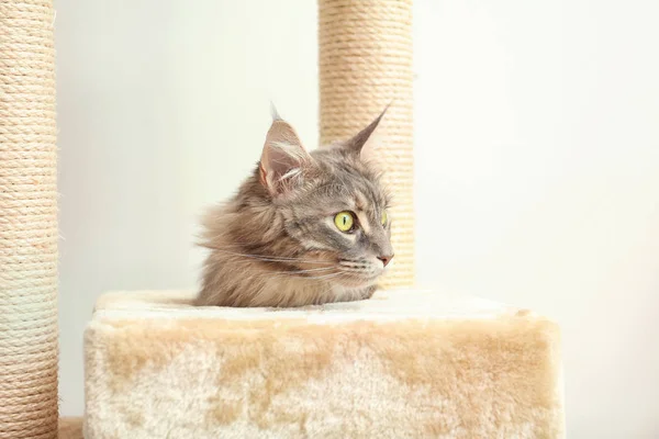 Rozkošný Maine Coon Kočičí Strom Doma — Stock fotografie